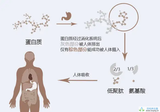 人体对蛋白质的肽吸收，人体的整蛋白吸收