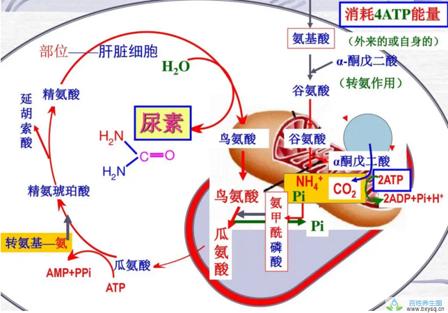 氨基酸和蛋白质吸收的制约因素