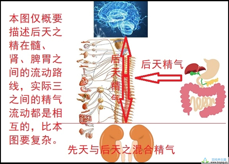 补骨髓就是补元气，吃什么能补骨髓？