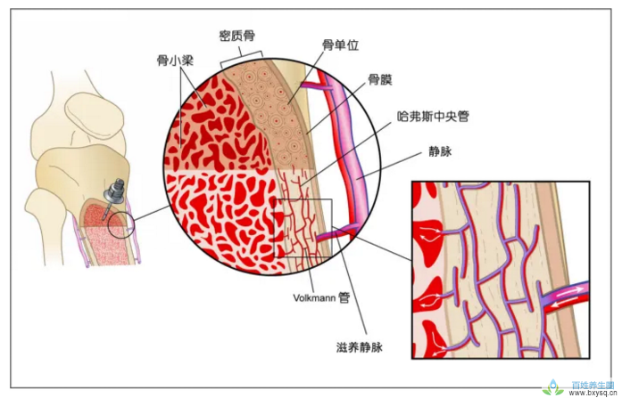 三髓粉与骨关节营养.png